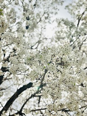 Gardens Park by null