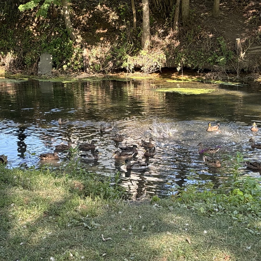 Riley Park - More ducks:) - Parks Near Me - Greenfield, Indiana Riley Park - More ducks:) - Parks Near Me - Greenfield, Indiana