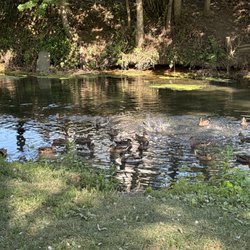 Riley Park - More ducks:)