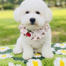 Doggy & Me Grooming - My dog after grooming so cute!