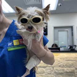 Coulter Animal Clinic - These of the little goggles she has to wear during her cold laser therapy.
