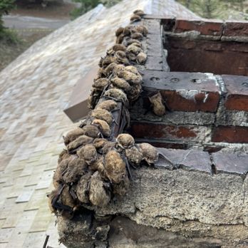 The Critter Gitter - Safe bat removal without harming them - Wildlife Control Near Me - Grants Pass, Oregon The Critter Gitter - Safe bat removal without harming them - Wildlife Control Near Me - Grants Pass, Oregon