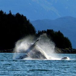 Alaska Bucket List Adventures - Late shot of a breaching humpback