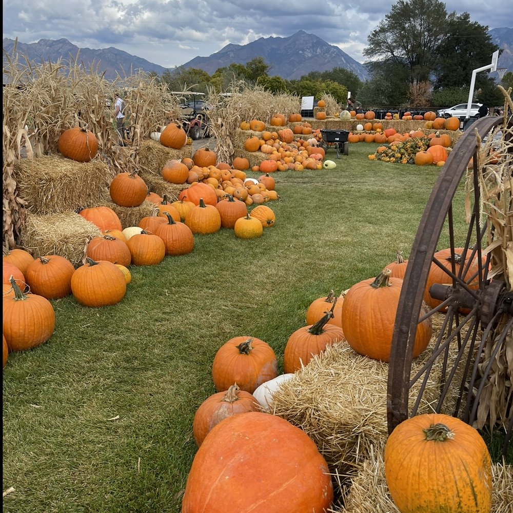 Mabey’s Pumpkin Patch - Pumpkin Patches Near Me - South Jordan, Utah Mabey’s Pumpkin Patch - Pumpkin Patches Near Me - South Jordan, Utah