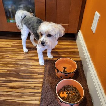 Sydnee’s Pet Grooming - Summer cut! - Pet Groomers Near Me - Oceanside, California Sydnee’s Pet Grooming - Summer cut! - Pet Groomers Near Me - Oceanside, California