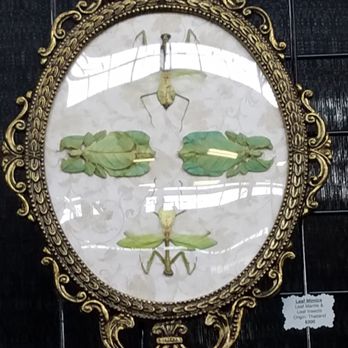 Indianapolis Oddities & Curiosities Expo - detail for the Leaf Mimica from Thailand - Festivals Near Me - Indianapolis, Indiana Indianapolis Oddities & Curiosities Expo - detail for the Leaf Mimica from Thailand - Festivals Near Me - Indianapolis, Indiana
