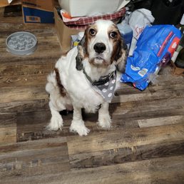 My dog