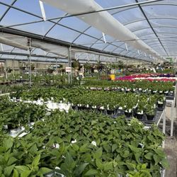 Edwards Greenhouse