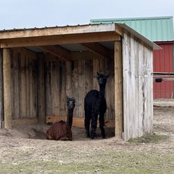 Knaebe's Mmmunchy Krunchy Apple Farm - Alpacas perfectly posed