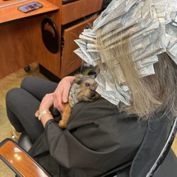 Fredericks Salon - Dogs welcome. Full head foil
