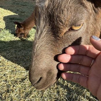 Smooth Alpaca Experience - Walter White - Petting Zoos Near Me - Golden, Colorado Smooth Alpaca Experience - Walter White - Petting Zoos Near Me - Golden, Colorado