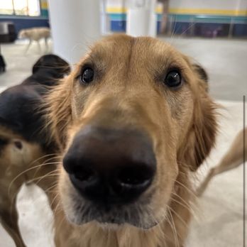 Pupper's Play & Stay - Dog at Puppers Play and Stay - Pet Boarding Near Me - Seattle, Washington