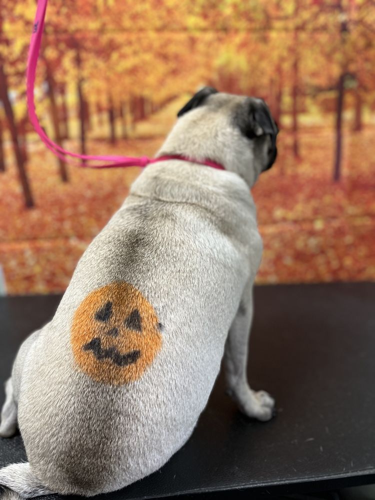 ALL ABOUT PAWS PET SPA Updated May 2024 325 Photos & 189 Reviews