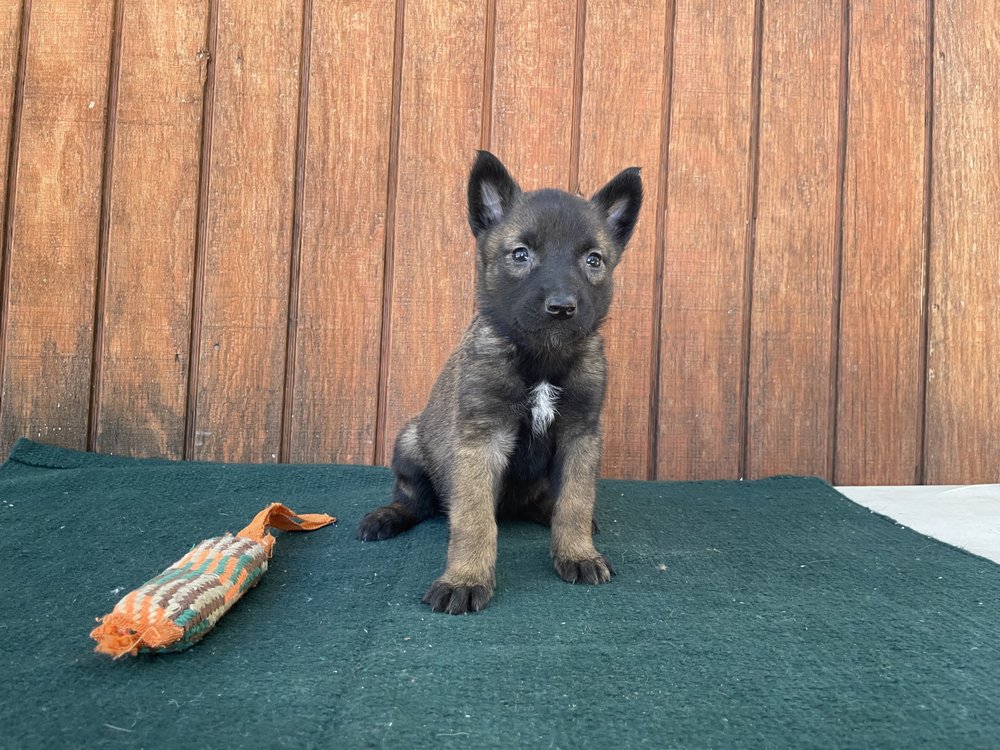 4 BAR D KENNELS Updated August 2024 Request a Quote Konawa