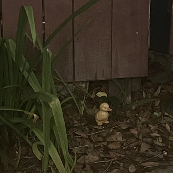 Maxine's On Shine - Random little gems all over the place like this cute duck - New American Near Me - Orlando, Florida