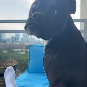 Briargrove Animal Clinic - Veterinarians Near Me - Houston, Texas Briargrove Animal Clinic - Veterinarians Near Me - Houston, Texas
