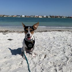 Ace Dog Training