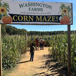 Washington Farms - Corn maze
