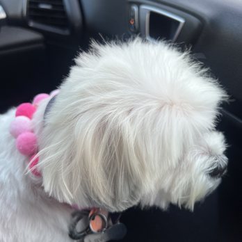 Blue Pooch  - Pet Groomers Near Me - Los Angeles, California