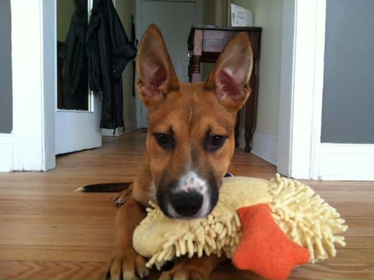 Chicago Animal Care and Control by null