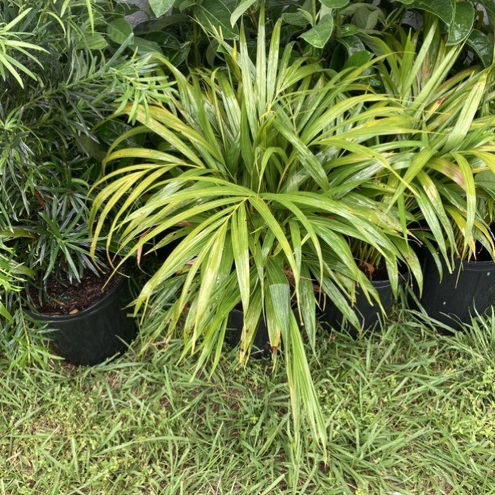 Vander Pol's Nursery - First purchased Areca plant. (Small) - Nurseries & Gardening Near Me - Saint Cloud, Florida Vander Pol's Nursery - First purchased Areca plant. (Small) - Nurseries & Gardening Near Me - Saint Cloud, Florida