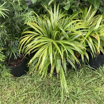 Vander Pol's Nursery - First purchased Areca plant. (Small) - Nurseries & Gardening Near Me - Saint Cloud, Florida Vander Pol's Nursery - First purchased Areca plant. (Small) - Nurseries & Gardening Near Me - Saint Cloud, Florida