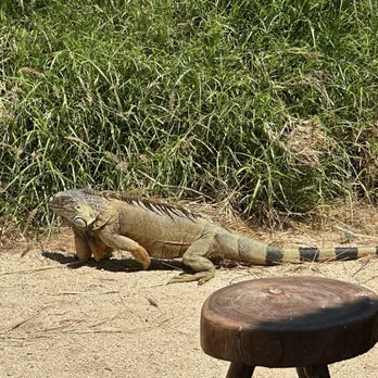 Cabo Adventures - Huge iguana on the ranch - Boat Tours Near Me - Cabo San Lucas, BCS