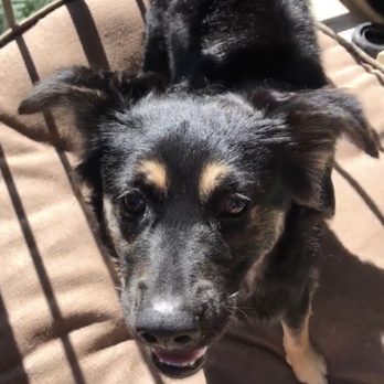Petco - Pet Training Near Me - Flagstaff, Arizona