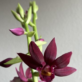 FANTASY ORCHIDS - Updated July 2025 - 67 Photos & 38 Reviews