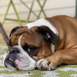 Petlandia Pet Care