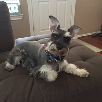 Pearland Barkway - He looks so handsome:) thanks pearland barkway! - Pet Groomers Near Me - Pearland, Texas Pearland Barkway - He looks so handsome:) thanks pearland barkway! - Pet Groomers Near Me - Pearland, Texas