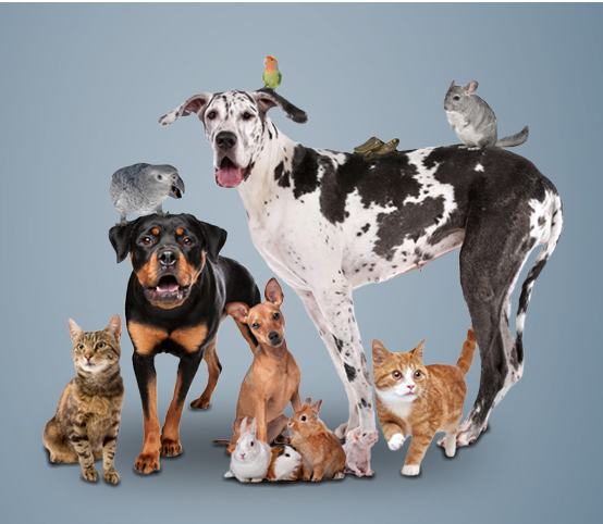 Pets & Paws Cremation Image
