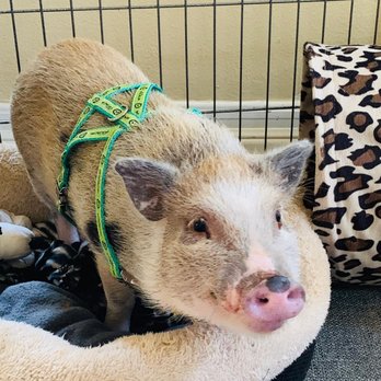 SoCalMiniPigs - Pet Breeders Near Me - Valley Center, California SoCalMiniPigs - Pet Breeders Near Me - Valley Center, California
