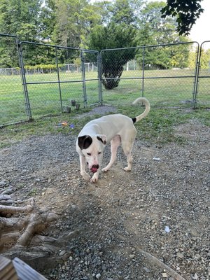 Goshen Humane Society