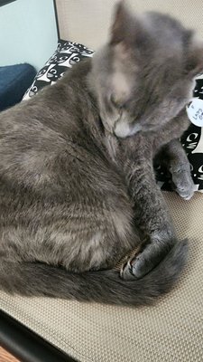 Catnip Cat Cafe by null