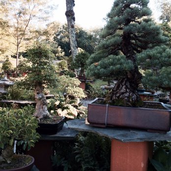 Bonsai West - Nurseries & Gardening Near Me - Littleton, Massachusetts