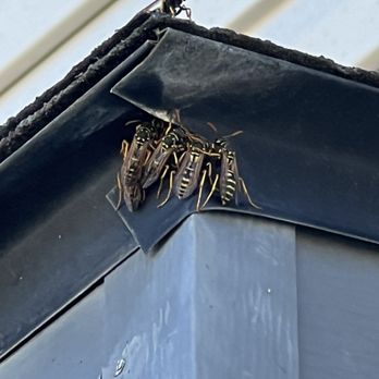 Spiders Gone Pest Control - Pest Control Near Me Spiders Gone Pest Control - Pest Control Near Me