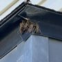 Photo of Spiders Gone Pest Control
