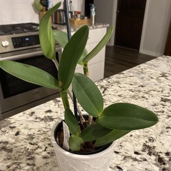Brookside Orchids - One year and still waiting for a bloom. Yes I water with orchid food. They don't promise blooms. - Nurseries & Gardening Near Me - Menlo Park, California