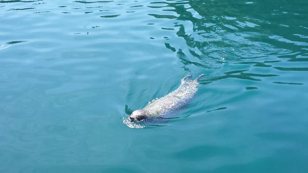 Aquarium Finisterrae by null