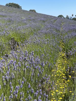 Monte-Bellaria di California by null