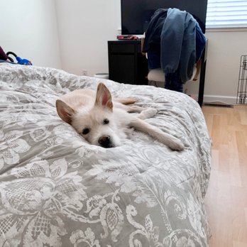 Love & Second Chances - Zzzzz - Pet Adoption Near Me