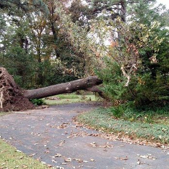 Specialty Tree Care - Tree Services Near Me - Shreveport, Louisiana Specialty Tree Care - Tree Services Near Me - Shreveport, Louisiana
