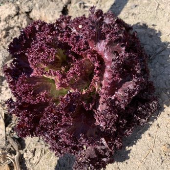 Cluck It Farm - Beautiful type of lettuce - Farmers Market Near Me - Las Vegas, Nevada Cluck It Farm - Beautiful type of lettuce - Farmers Market Near Me - Las Vegas, Nevada