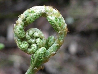 Wildflowers Nature School - childcare center in Sebastopol, CA