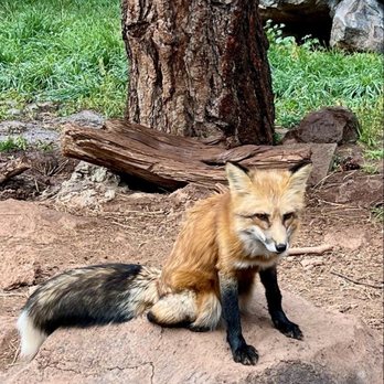 Bearizona - Zoos Near Me - Williams, Arizona Bearizona - Zoos Near Me - Williams, Arizona