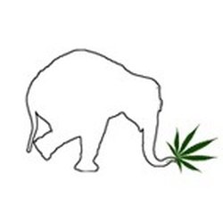 Balance Medical Marijuana Clones - Balance