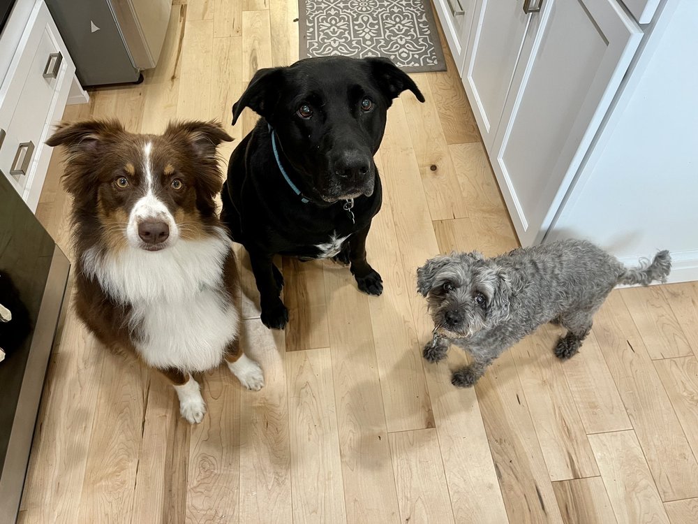 EPPING ROAD VETERINARY HOSPITAL Updated September 2024 24 Photos