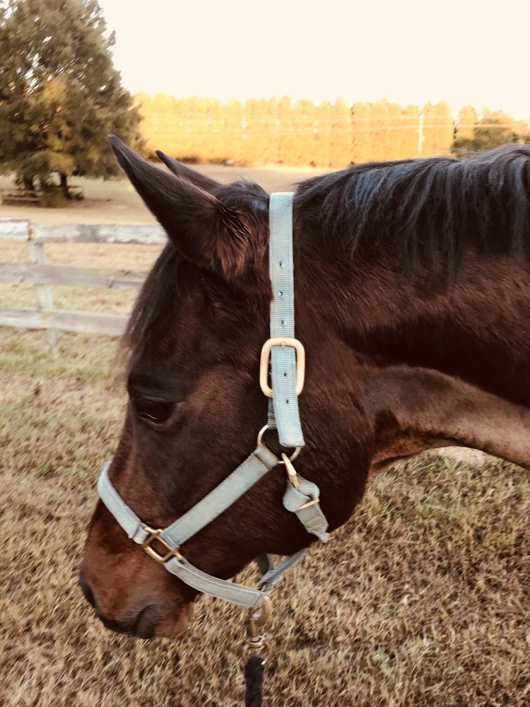 Hidden Spring Farm - equestrian in Knightdale, NC