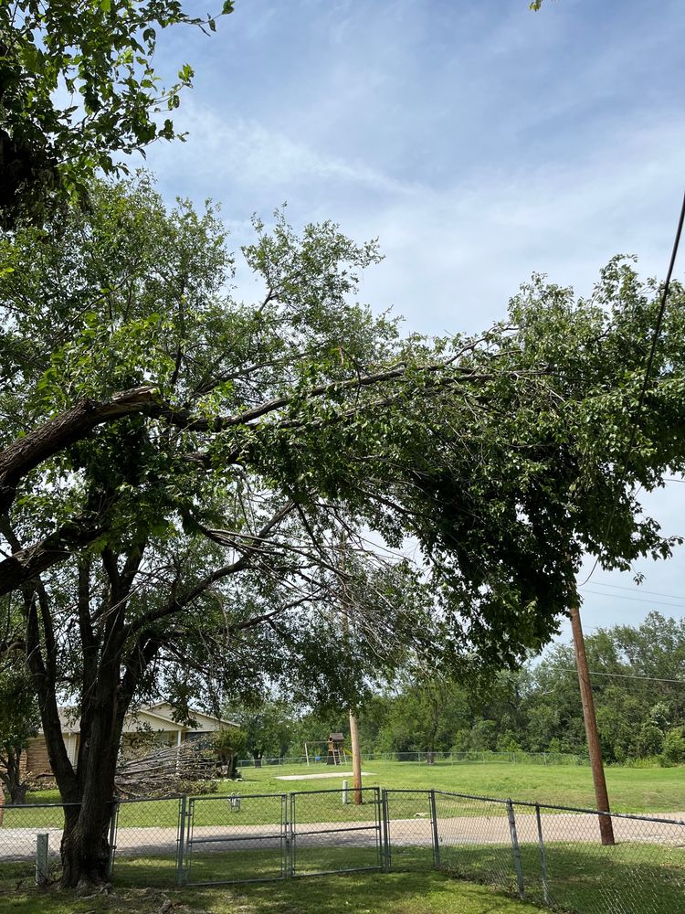 Wilkinson Tree Service - tree service in Tulsa, OK